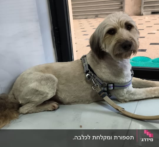 כלב עם רצועה יושב על רצפה ליד חלון